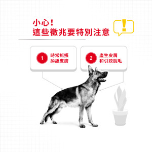 [ROYAL CANIN 法國皇家] 犬用 Maxi Dermacomfort Adult 大型犬皮膚舒緩加護配方乾糧 12kg
