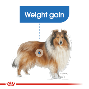 [ROYAL CANIN 法國皇家] 犬用 Maxi Light Weight Care Adult 大型犬體重控制加護配方成犬乾糧 12kg