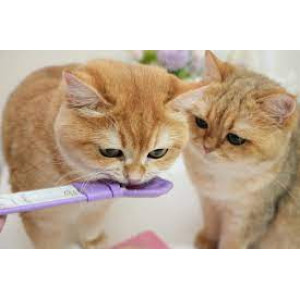 [韓國貓貓萬歲] 貓狗用 肉泥湯匙